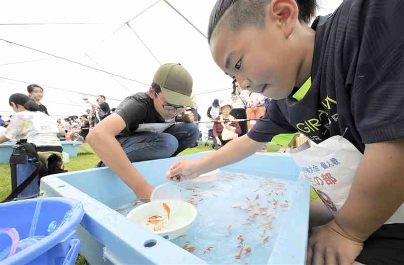 真剣な表情で金魚をすくう出場者＝3日、長洲町