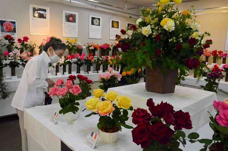 平和への願いが込められた「ピース」（手前の黄色い大輪の花）などフランスのバラが並ぶ春のばら展＝3日、熊本市中央区
