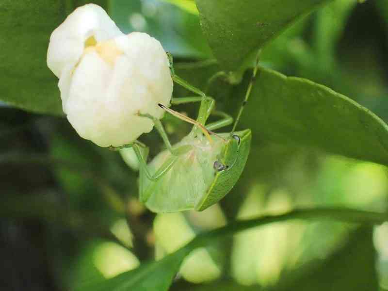 熊本県央の果樹園に飛来したツヤアオカメムシ（県病害虫防除所提供）