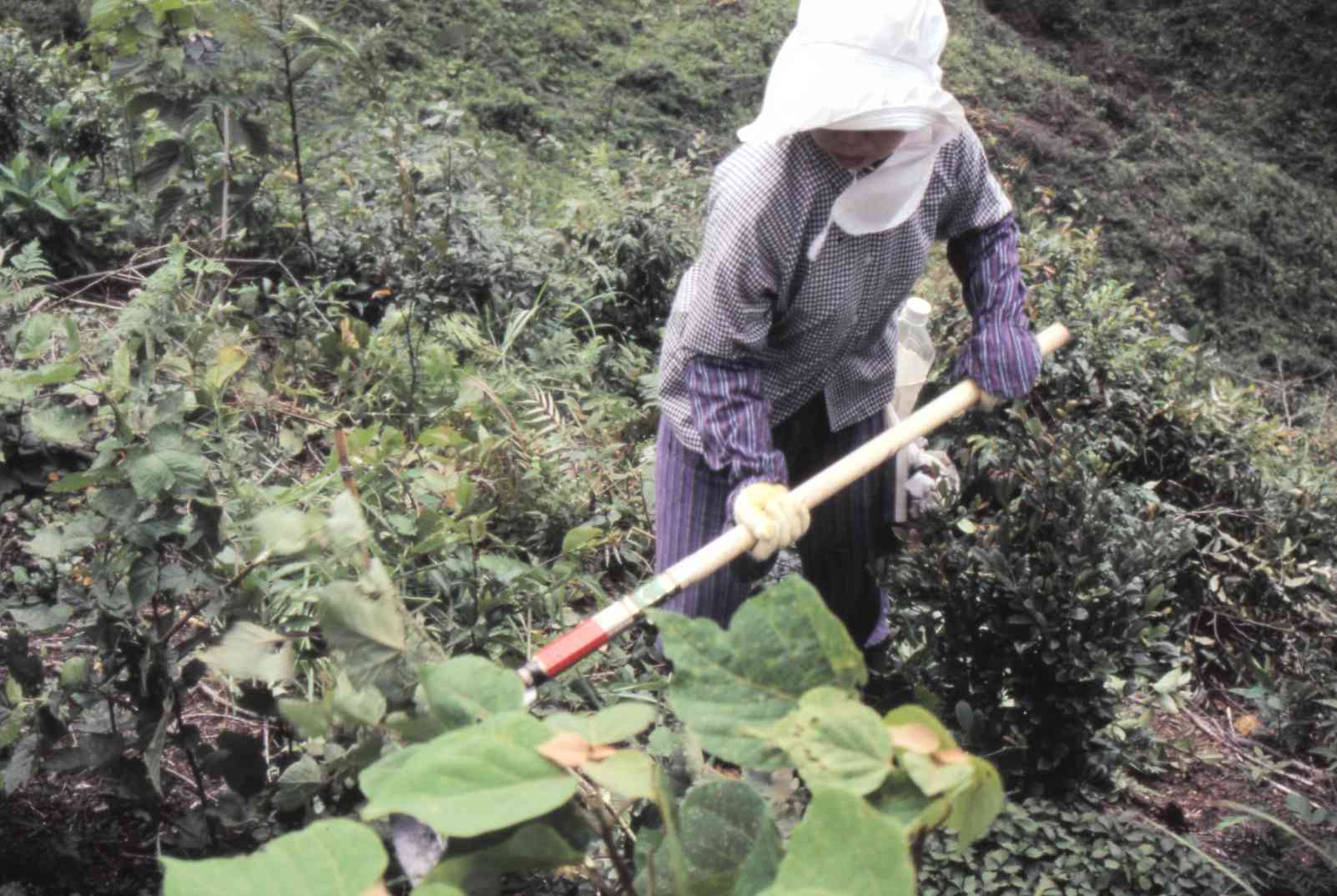 「働くアウトドア」で造林地の下草を刈る参加者＝1997年7月、水俣市