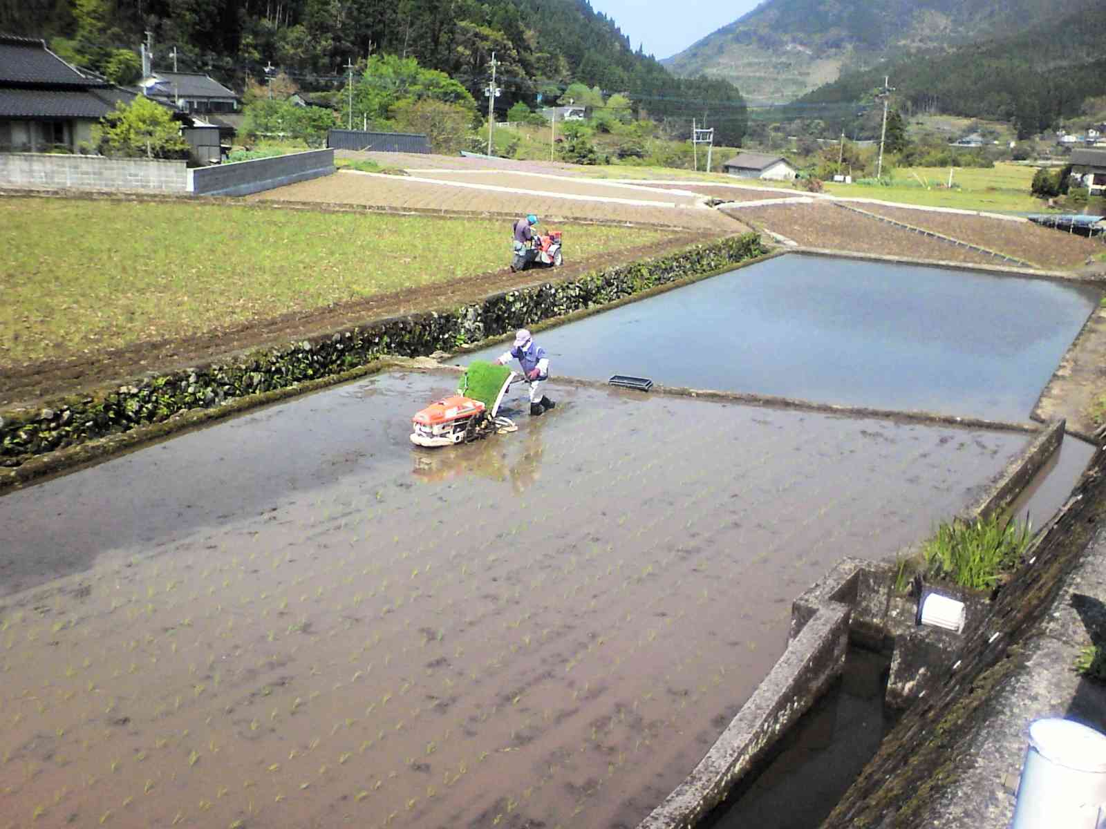 水俣市久木野にある棚田での農作業風景。田植え機（手前）も耕うん機も歩行型が使われている