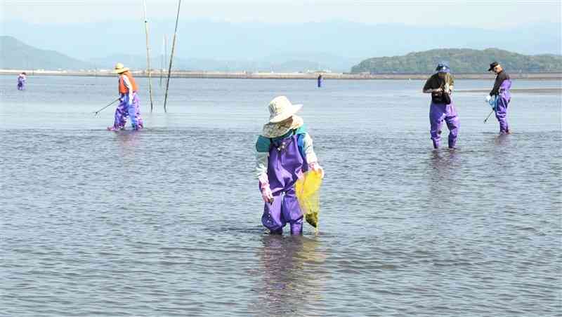 ツメタガイの卵塊を拾い集める漁業者ら＝10日、熊本市南区