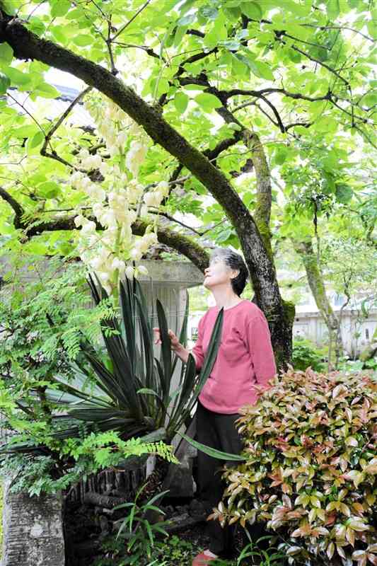 開花したリュウゼツランの一種とみられる植物と岳林寺の工藤彰子さん＝8日、熊本市西区
