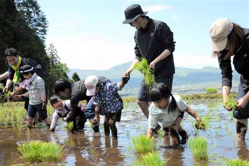 「阿蘇水掛の棚田」で田植えをする家族連れ＝19日、阿蘇市