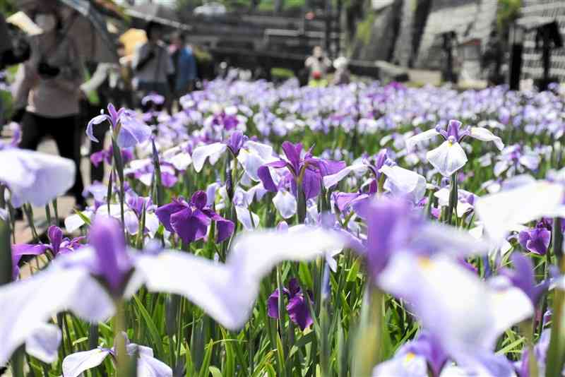 見頃を迎えた高瀬裏川水際緑地一帯のハナショウブ＝21日、玉名市