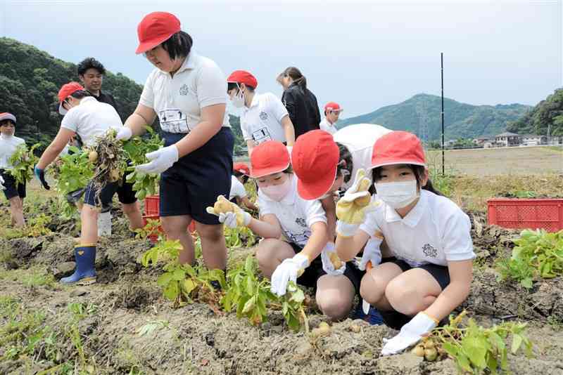 ポテトチップスの原料となるバレイショを収穫する佐敷小児童＝22日、芦北町