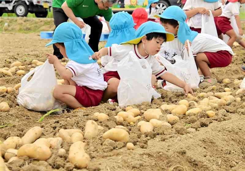 出荷が本格化しているジャガイモの収穫を体験する園児ら＝24日、八代市