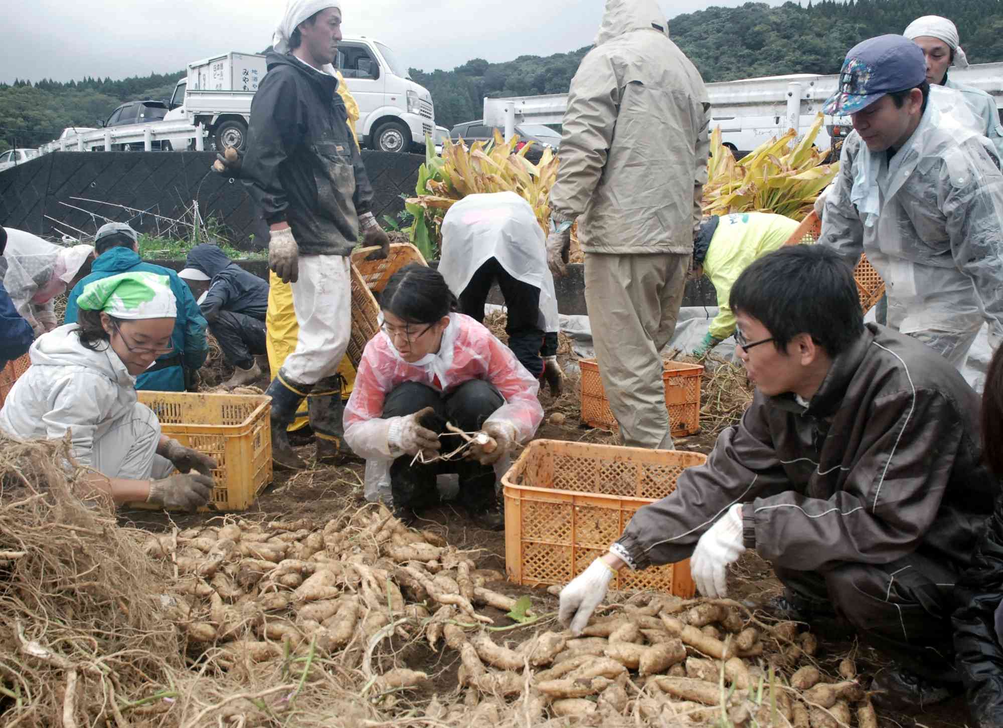 焼酎用カライモの収穫に汗を流す市民有志。「遊休農地を有効利用しよう」という発言がきっかけだった＝水俣市