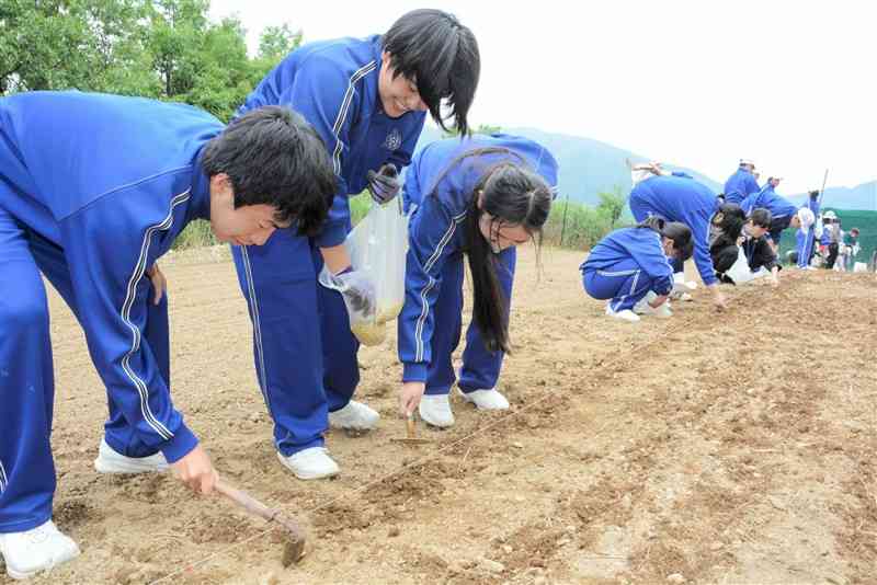 「焼き畑」農業の体験で、畑に種をまく五木中の生徒たち＝5月30日、五木村
