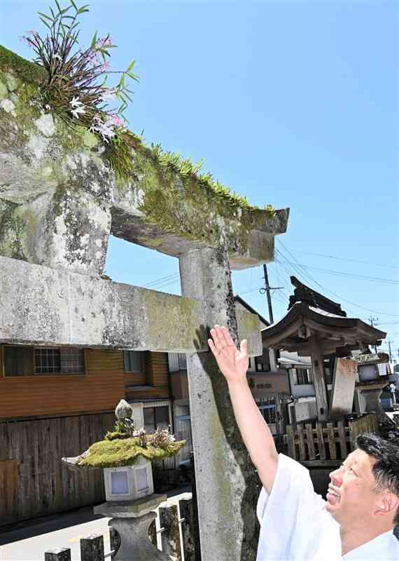 小国両神社の鳥居や石灯籠に着生し、開花したセッコク＝5月29日、小国町