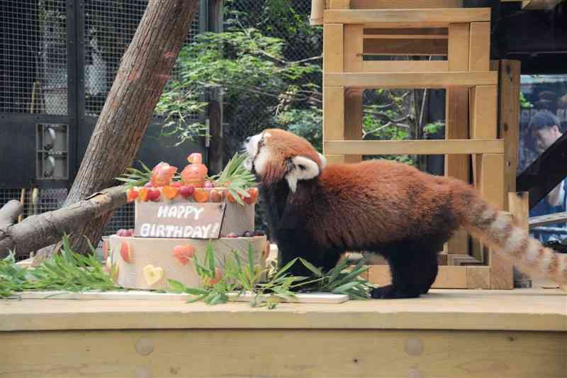 職員がプレゼントした誕生祝いの果物を元気よく食べる杏香＝1日、熊本市東区