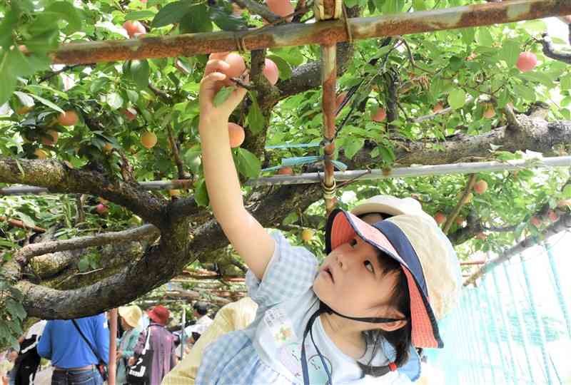 保護者に抱きかかえられてハニーローザをもぎ取る子ども＝2日、玉東町