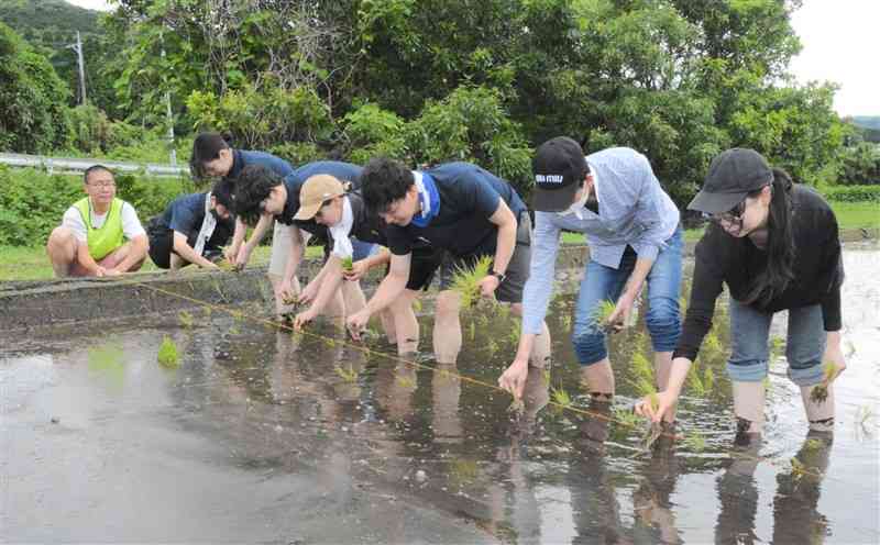 一列になって田植えをする参加者＝8日、大津町