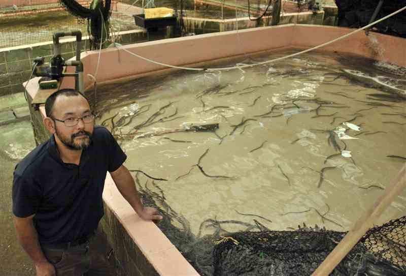 八代海の海水で養殖している「神味羅の海うなぎ」と管理者の佐々木隆成さん＝7日、津奈木町