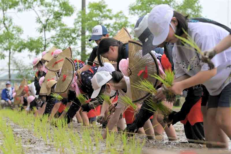 水田に稲を植える早乙女や児童たち＝25日、荒尾市