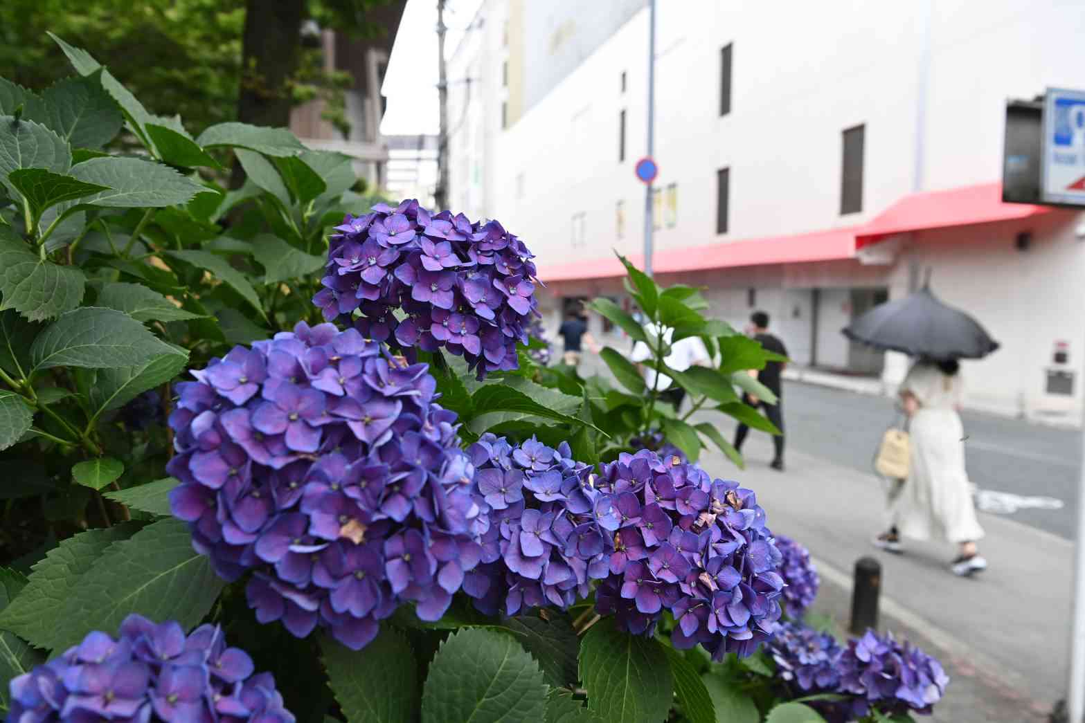 梅雨入りが発表された熊本市。中央区ではアジサイが咲き誇っていた＝17日（石本智）