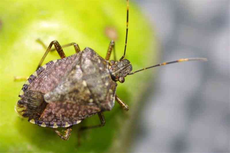 果樹カメムシ類の一種、クサギカメムシ＝千葉県農林総合研究センター提供