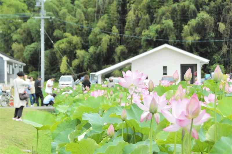 古代ハスとして知られ、宇土市神合町で見頃を迎えた「大賀ハス」＝6月30日、同市