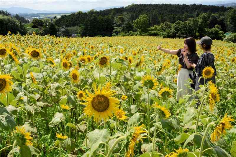 見頃を迎えた「萌の里」のヒマワリ畑＝3日、西原村