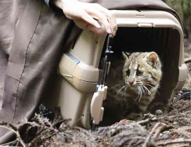 山にもどされるツシマヤマネコの「ひかり」＝4月、（A）県対馬市