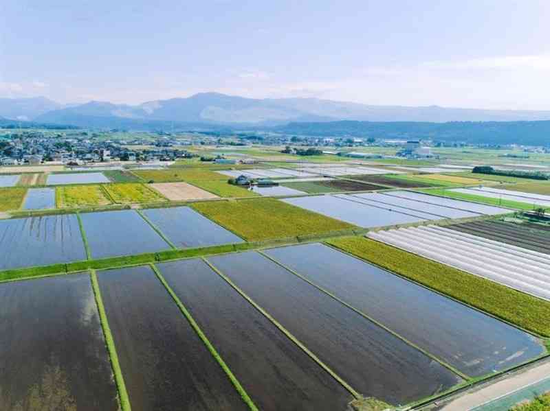 涵養のために水が張られた大津町の田んぼ（白川中流域土地改良区協議会提供）