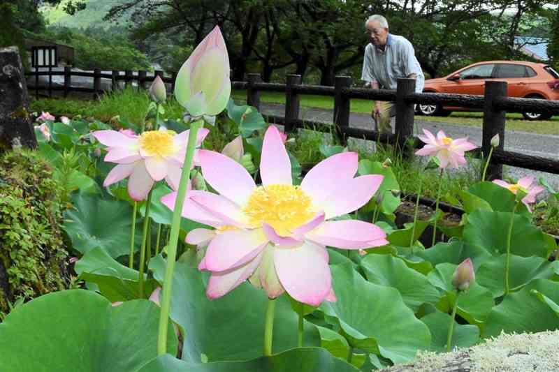金性寺の池に咲いたピンク色のハス「知里の曙」＝10日、上天草市