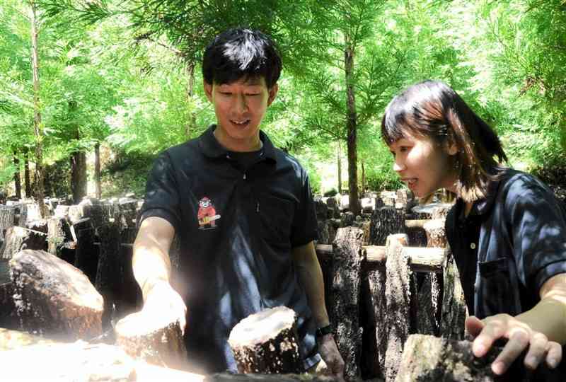 乾シイタケを栽培するホダ木の状態を調べる田中欣生さん（左）と妻の瑞希さん＝17日、菊池市