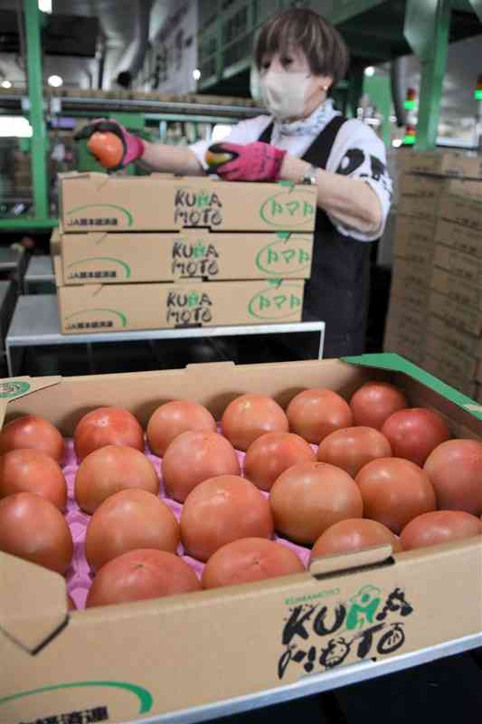 トマトの箱詰めをする作業員＝18日、阿蘇市