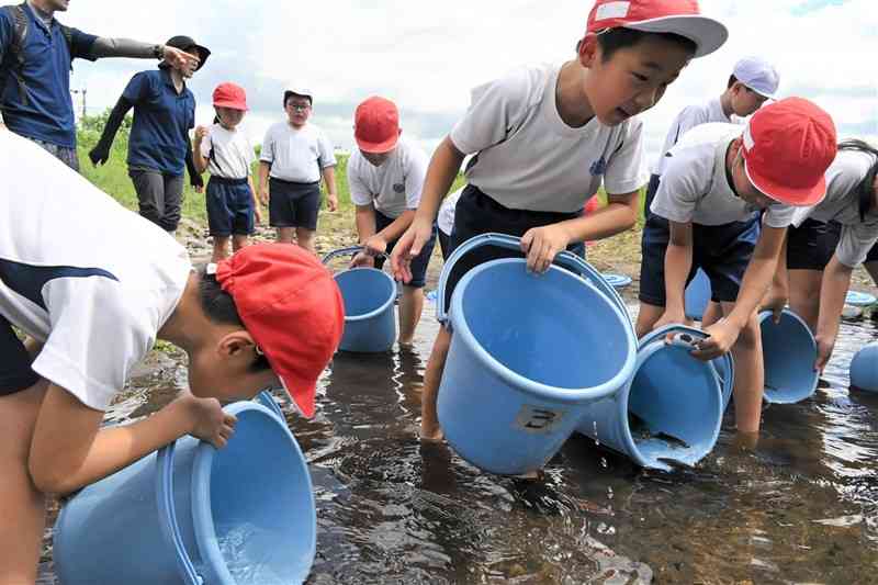 菊池川にアユの稚魚を放流する花房小の児童たち＝19日、菊池市