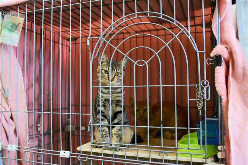 熊本市動物愛護センターに保護されている猫＝25日、熊本市東区