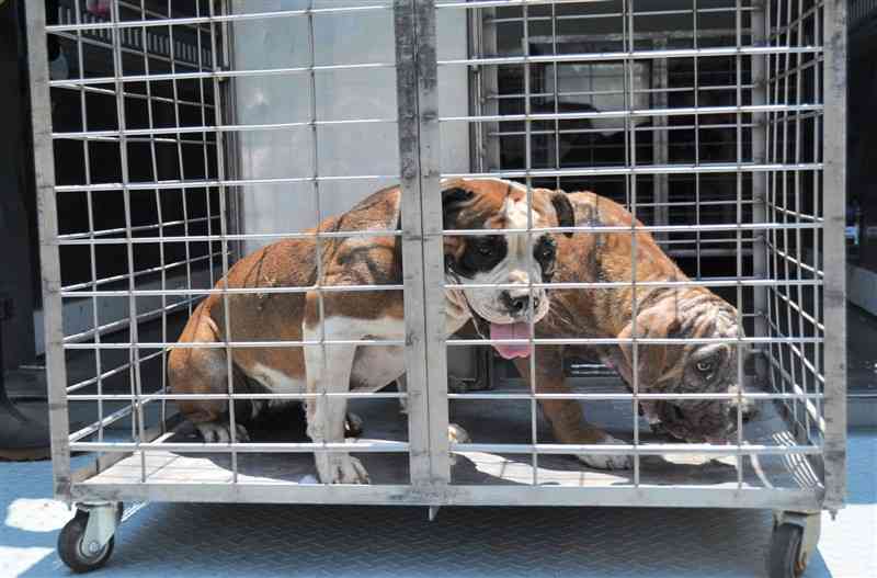 飼育施設で飼われていたピットブルとみられる犬。県動物愛護センターに保護された＝22日午後1時15分ごろ、益城町