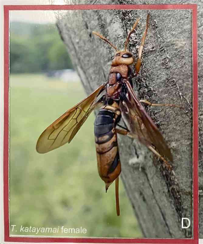 栃木県宇都宮市で発見された新種のハチ＝栃木県立博物館提供