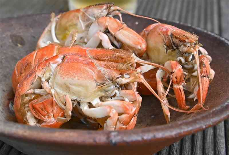 熊本の夏の味覚「シャク」。生では青灰色の体の色が、ゆでると鮮やかな赤色に変わる＝熊本市南区（石本智）