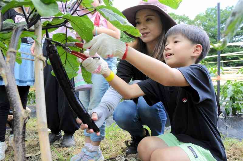 大きく育ったナスを収穫する子ども＝7月20日、高森町