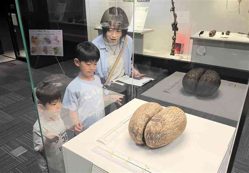 熊本博物館の特別展「旅するタネ」で展示されているフタゴヤシの種＝7月30日、熊本市中央区