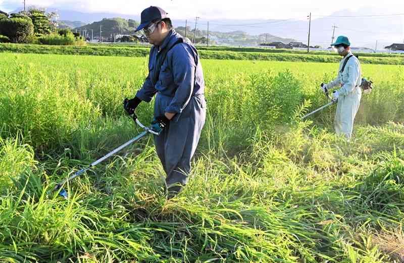 機械で雑草を刈り取るアルバイトの高校生＝1日、山鹿市