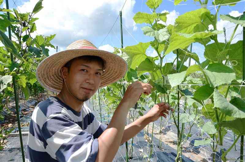 畑でキュウリの手入れをする福山仁さん＝南関町