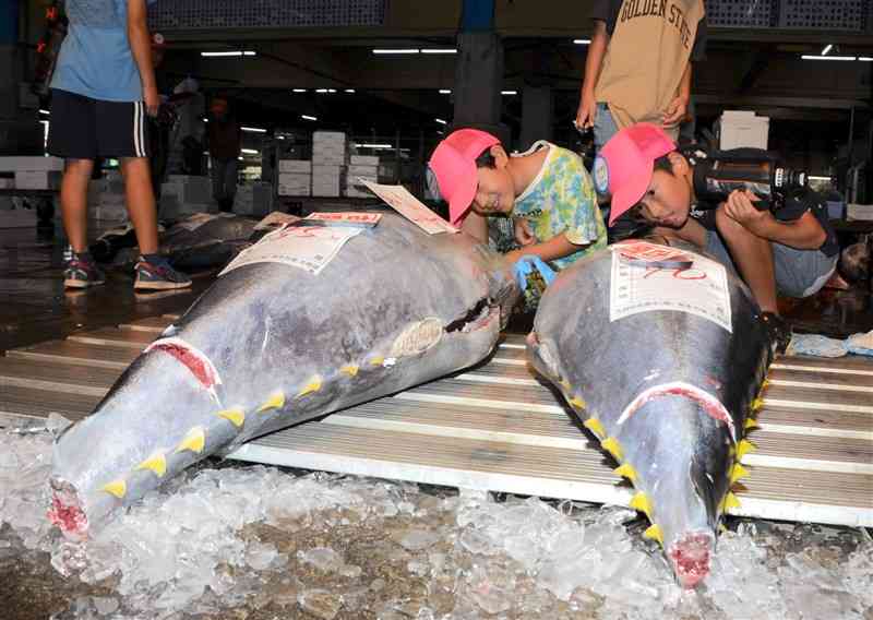 競り落とされたキハダマグロをのぞき込む子どもたち＝9日、熊本市西区