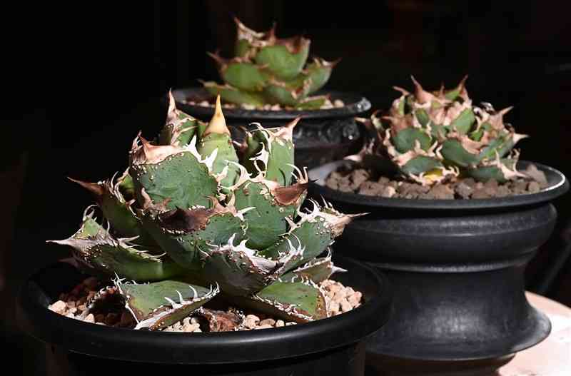 サメの歯、タカの爪、炎…。さまざまな形に見えてくる鋸歯やとげ。「植物天國」店主の辻山さんは「自由奔放で、予想もしない姿に成長するのも面白い」と話す