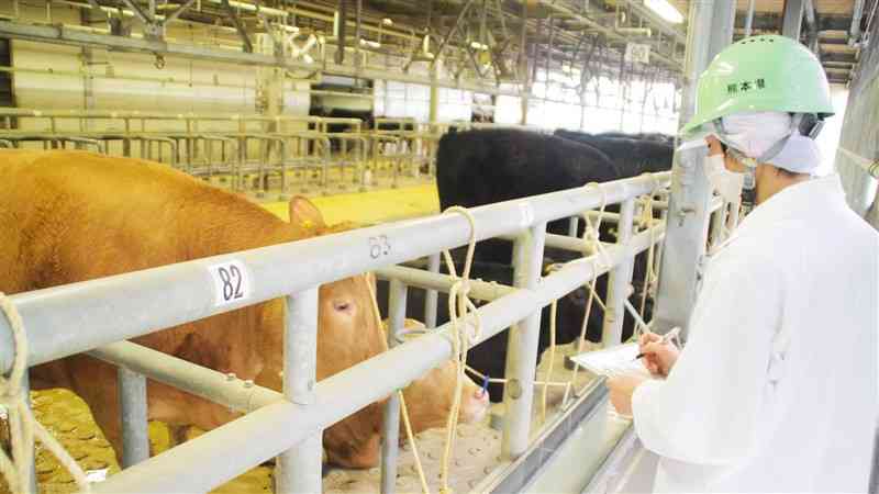 熊本県の食肉衛生検査所で働く公務員獣医師（県提供）