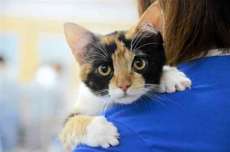 「犬ねこみらいサポート」の看板猫として活動を始めた雄の三毛猫「三毛太郎」＝11日、熊本市中央区