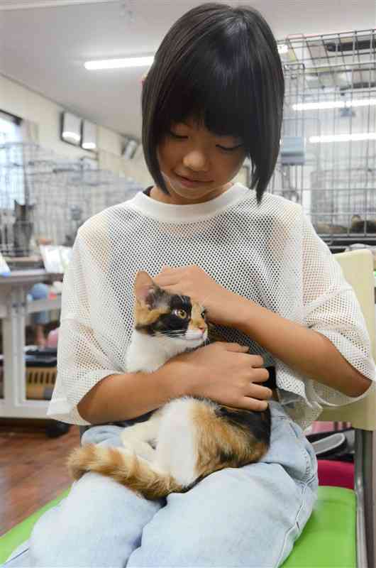 希少な雄の三毛猫「三毛太郎」。人懐っこい性格が愛らしい＝11日、熊本市中央区