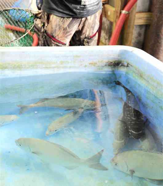 天草市牛深町で水揚げされたイスズミ。処理直前までいけすに入れておく＝7日、天草市