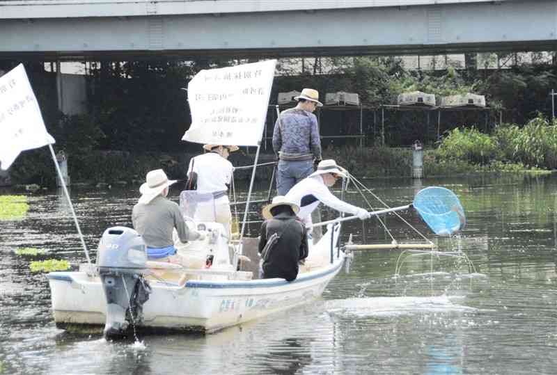 微量な電流で魚を気絶させ、水面に浮いた外来魚を回収する熊本市造園建設業協会の業者ら＝8月9日、東区