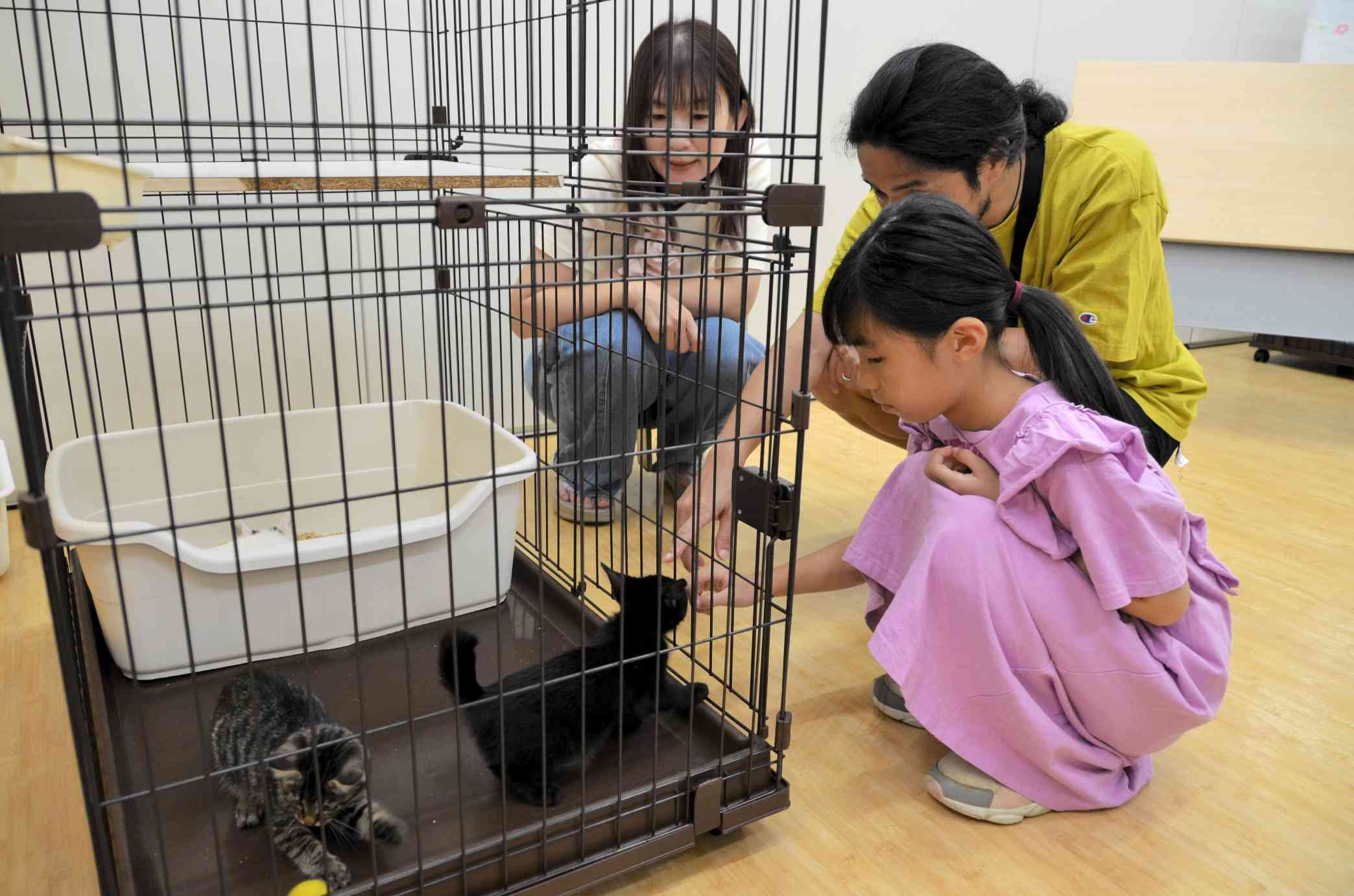 毎月開かれる休日譲渡会では、保護猫や犬とゆっくり触れ合うことができる＝18日、宇城市