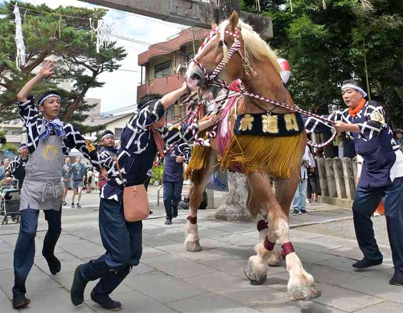 藤崎八旛宮例大祭の飾り馬飾り卸しで、境内へ駆け上がる飾り馬＝14日午後、熊本市中央区の同宮（谷川剛）