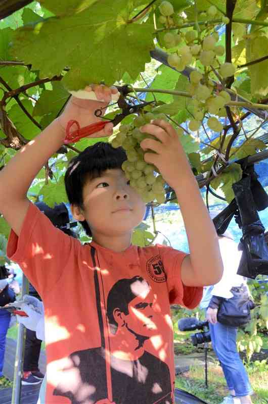 「高浜ぶどう」を収穫する子ども＝1日、天草市