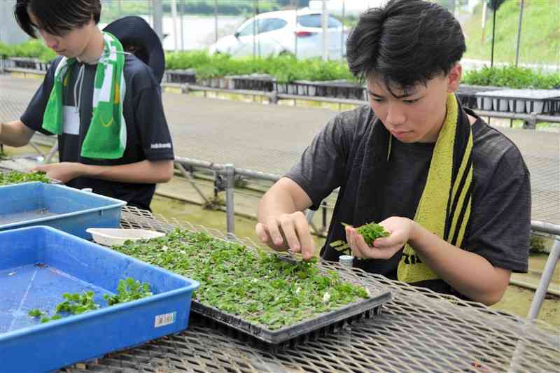 「挿し芽」に励む東海大の学生＝6日、産山村