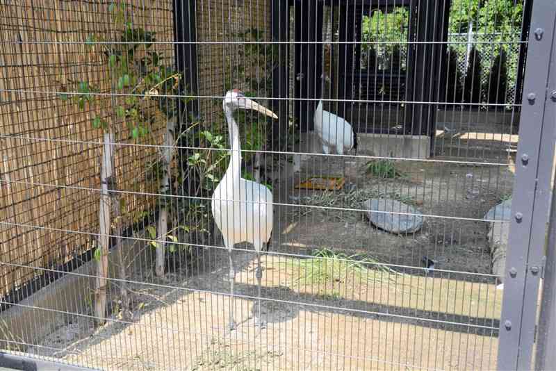 新しい獣舎で飼育されているタンチョウ