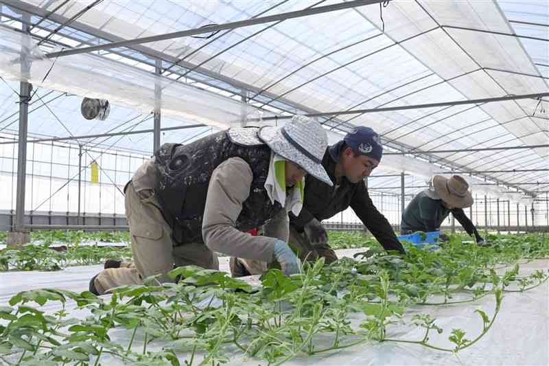 ハウスの中でスイカの栽培技術を学ぶ研修生＝9日、山鹿市